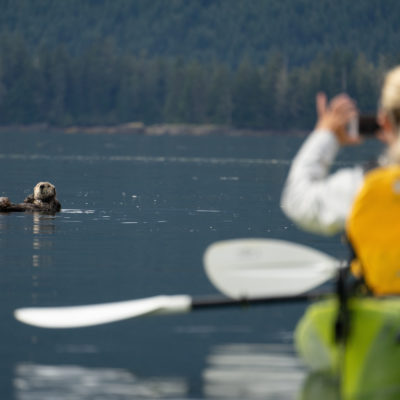 Alaska Sea otter and kayaker Credit Uncruise