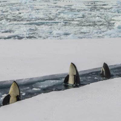 Antarctica Killer Whales Credit Bryan Goff Unsplash