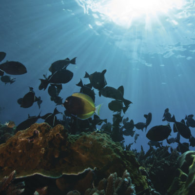 Christmas Island snorkelling Credit Christmas Island Tourism Association