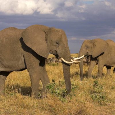 Elephants Credit Big Five