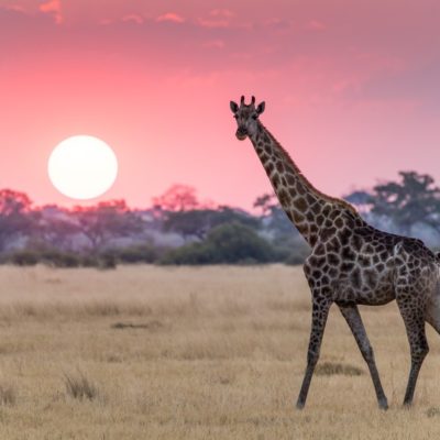 Giraffe at Sunset Credit Big Five