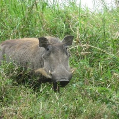 Wild Boar Credit Big Five