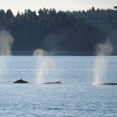 Whales in Alaska Credit RCCL