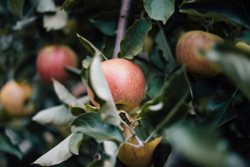 Apple Tree Credit Annie Shelmerdine Unsplash