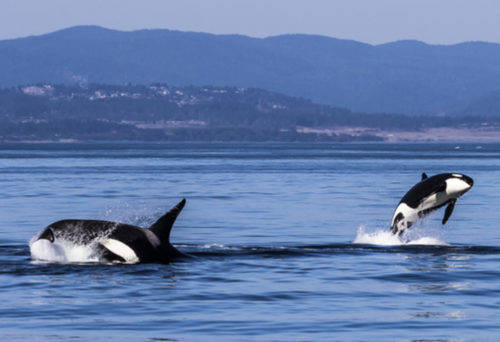 Whale Watching