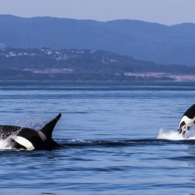 Whale Watching