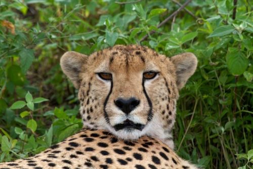 Cheetah Near Kati Kati Camp