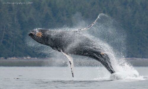 Humpback Whale