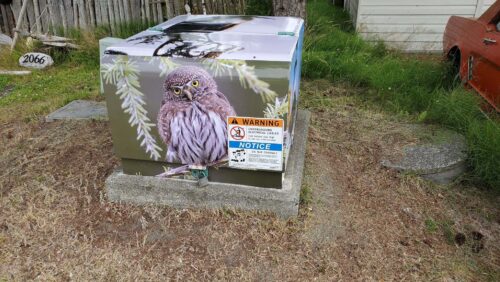 Anthony - Pygmy Owl on Hydro