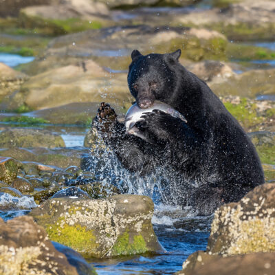 Bear finding dinner