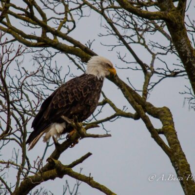 Anthony Bucci Eagle