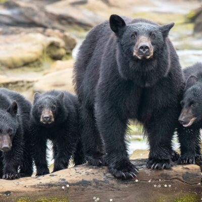 Black Bears