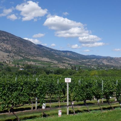 Vineyards of Okanagan Valley