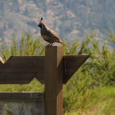 The animals of Osoyoos