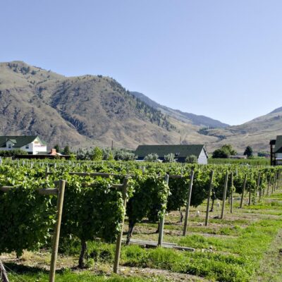 Crowsnest B&B - Vineyards