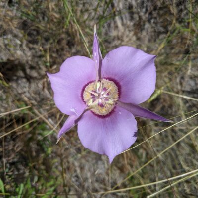 Flora and Fauna of Osoyoos