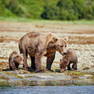 Kodiak Air Geo Harbour Kinak Bay Katmai NP