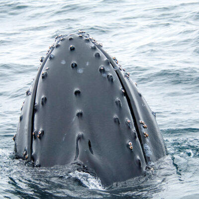 Humpback Credit Dennis Minty Adventure Canada