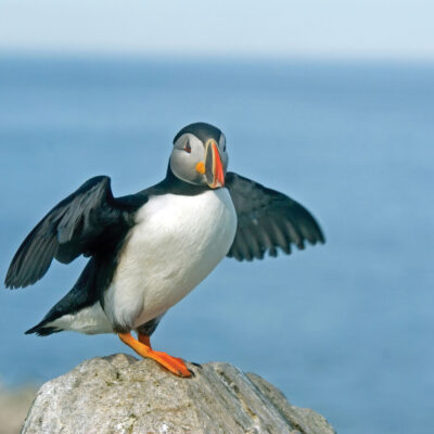 Puffin Bird Credit Marcel Rene Grossmann Adventure Canada