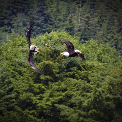 Alaska Sitka Eagles