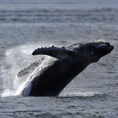 Alaska Cruisetour Whale Jump