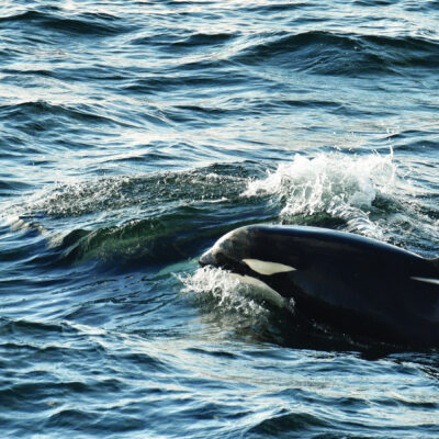 Iceland Killer Whales Credit Michelle Valberg Adventure Canada