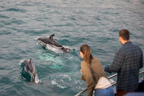 Kaikoura Dolphins Credit Graeme Murray Tourism Nz