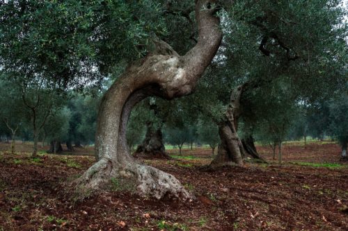 Monte Follonico Olive Oil Tuscany