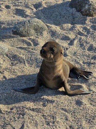 Seal Pup