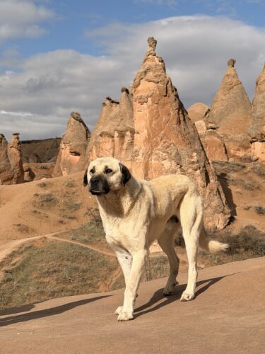 Stray Anatolian Shepherd Dog in Anatolia