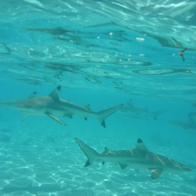 Tahaa Reef Tip Sharks