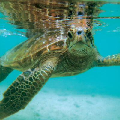 CG N Turtle Moorea 3020 600x600 bc87582