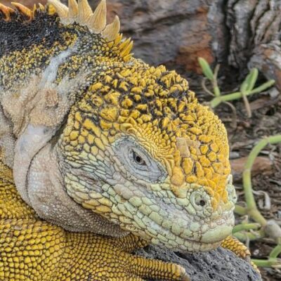 Lizzard