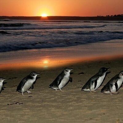 Phillip Island