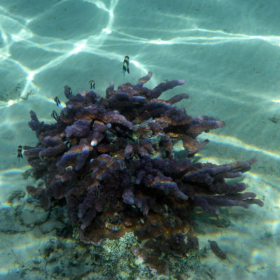 Taha Coral