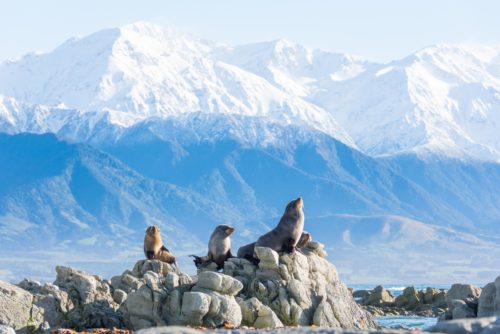 Kaikoura Fur Seals Credit Kyle Mulinder